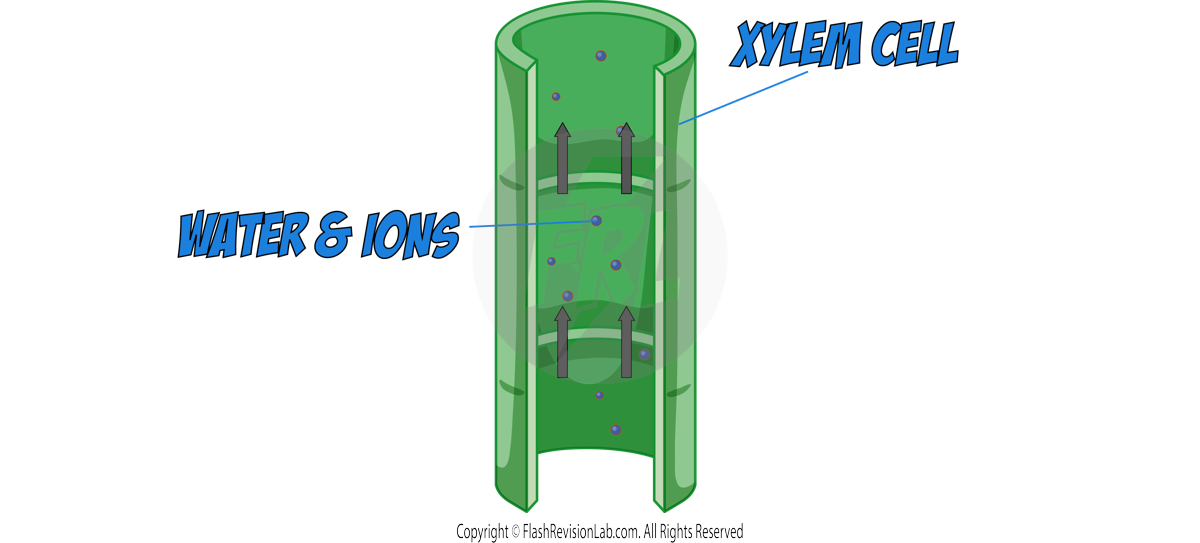 Xylem